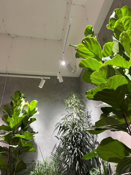 istock Green plants indoors 1294502052