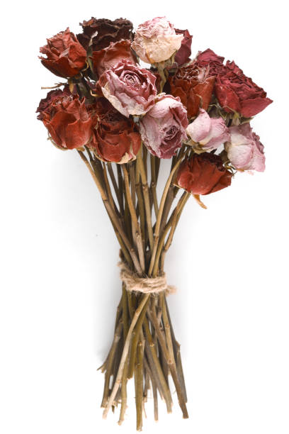 istock bouquet of dried roses on a white background 1294503053