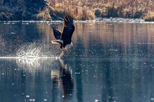 Bald eagle catching fish, Burnaby Lake, Burnaby, BC, Canada