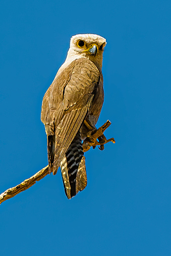 Dickinson's Kestrel or white-rumped kestrel, Falco dickinsoni, Savute Area, Chobe National Park, Botswana, Falconiformes, Falconidae