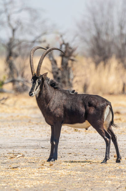 southern sable antelope also known as the common sable antelope, black sable antelope, Hippotragus niger. Savute Area of Chobe National Park, Botswana, Artiodactyla, Bovidae. Uncommon to see male. Hippotragus niger niger. antílope sable del sur también conocido como el antílope sable común, antílope negro sable, hippotragus niger. zona de savute del parque nacional chobe, botswana, artiodactyla, bovidae. poco frecuentes para ver macho. hippotragus niger niger.