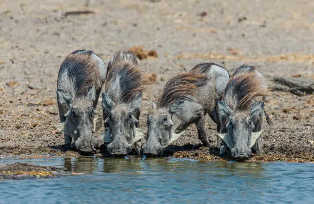common warthog drinking, Phacochoerus africanus, is a wild member of the pig family, Suidae, found in grassland, savanna, and woodland in sub-Saharan Africa. Savute Area of Chobe National Park, Botswana, Artiodactyla, Suidae