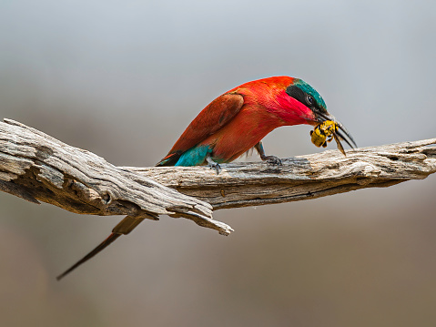 Southern Carmine Bee-eater, Merops nubicoides, Chobe National Park, Botswana, Coraciiformes, Meropidae.\