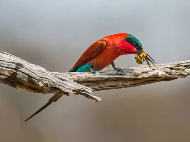 Southern Carmine Bee-eater, Merops nubicoides, Chobe National Park, Botswana, Coraciiformes, Meropidae."nThe Southern Carmine Bee-eater  (formerly Carmine Bee-eater) occurs across sub-equatorial Africa, ranging from Zululand and Namibia to Gabon, eastern Zaire and Kenya. With a bee in it's beak.