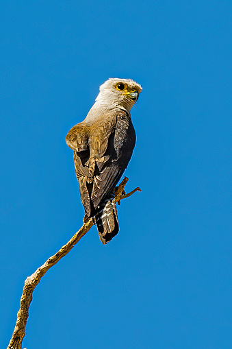 Dickinson's Kestrel or white-rumped kestrel, Falco dickinsoni, Savute Area, Chobe National Park, Botswana, Falconiformes, Falconidae