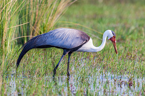 whooping crane or grus americana bird wading with one leg raised in marsh