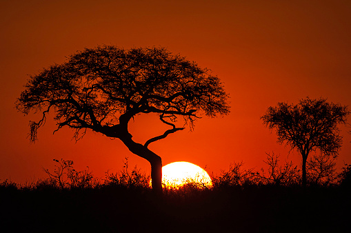Sunset with trees, large sun and orange sky, Savute Area of Chobe National Park, Botswana.  silhouette.