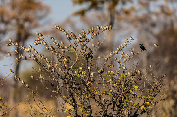 Red-billed Quelea,  Quelea quelea, Chobe National Park, Botswana, Passeriformes, Ploceidae. And a lone Greater Blue-eared Starling, Lamprotornis chalybaeus.