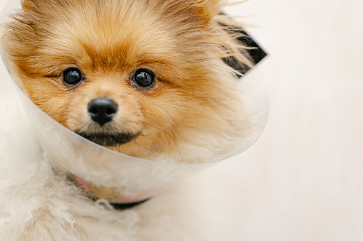 Sad pomeranian dog in Elizabethan collar, plastic cone, medical protection of the animal. Copy Space