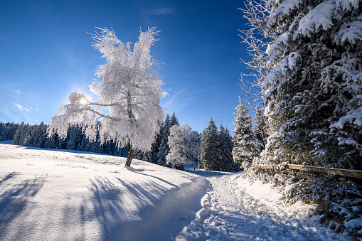 Winter landscape with a snow covered path and the sun behind a frozen tree. Photographed at the Boedele, Vorarlberg, Austria.