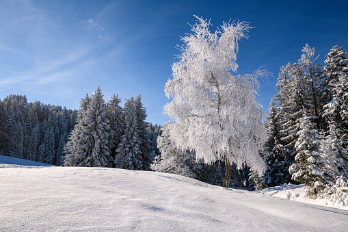 Winter landscape. Christmas wonderland. Meadow covered with frost trees in the snowdrifts. Forest. High mountaint. Snowy wallpaper background.