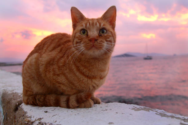 istock Cat with green eyes and interesting look, Cat portrait, 1294507544
