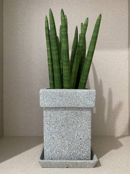 istock a house plant sutuki 1294509870
