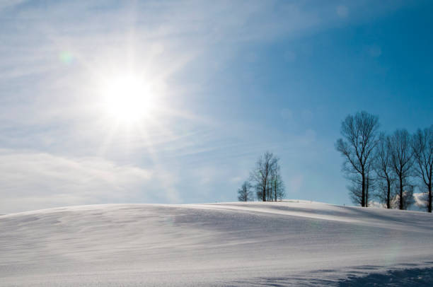 A sun flare shines brightly on fresh powdered snow at the crest of a hill. Trees are in the background on this cold crisp winter morning.