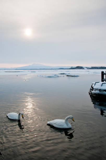 istock Swan floating on a quiet morning lake 1294509966