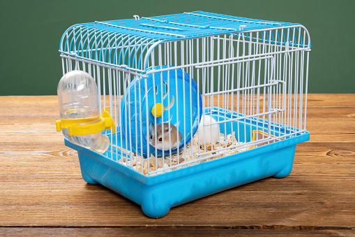 angle view cage with two small hamsters