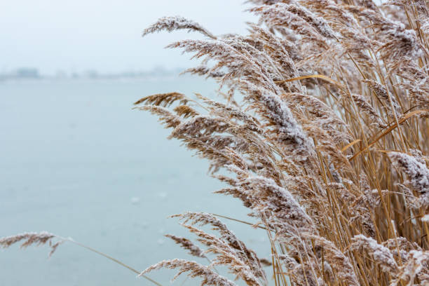 Trendy pampas grass Trendy pampas grass against the backdrop of the bay on a frosty day. Place for text. gulf coast states photos stock pictures, royalty-free photos & images