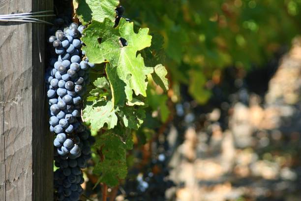 Grapevines at Yountville Vineyard