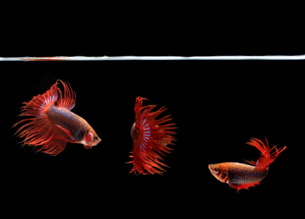 3 pose Male Red Betta, Cupang, Siamese Fighting fish, Serit or Crowntail, at Black background 3 pose Male Red Betta, Cupang, Siamese Fighting fish, Serit or Crowntail, at Black background betta crowntail stock pictures, royalty-free photos & images
