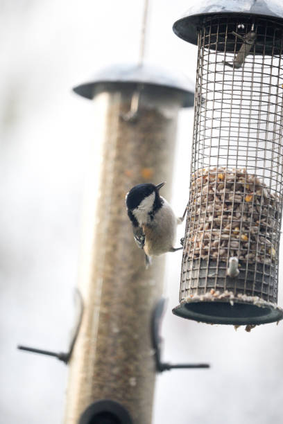 istock Coal Tit Periparus Ater feeding from a garden bird feeder 1294516879