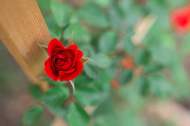 Young red rose buds of climbing rose bush climb up homemade cedar trellis in front of beige siding of single family home