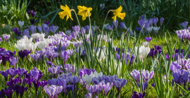 이른 꽃이 있는 봄 ��의 목초지 - crocus flower saffron yellow 뉴스 사진 이미지