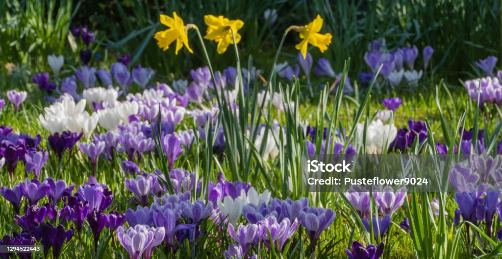 Spring Pasture with Early Flowers Early Flowers Spring Crocus Stock Photo