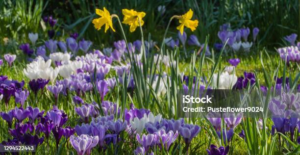 Spring Pasture With Early Flowers Stock Photo - Download Image Now - Crocus, Daffodil, Backgrounds