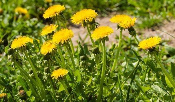 Many yellow Dandelions in Grass stock photo