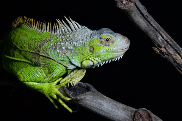 istock Big green iguana on isolated black background 1294524859