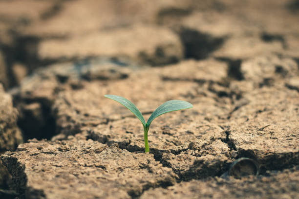 istock Growth of trees in drought crisis, Living with tree drought. 1294528247