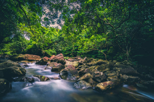 istock A River and forest at Shing Mun Reservoir 1294529715
