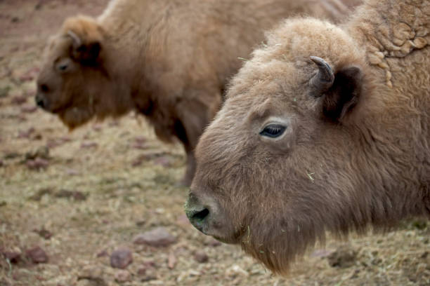istock American Bison or Buffalo eating grass in the field. 1294531468