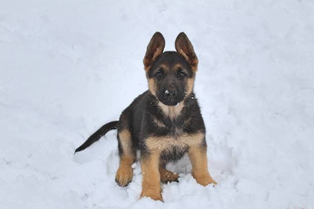 istock German Shepherd Puppy in the Snow 1294533111
