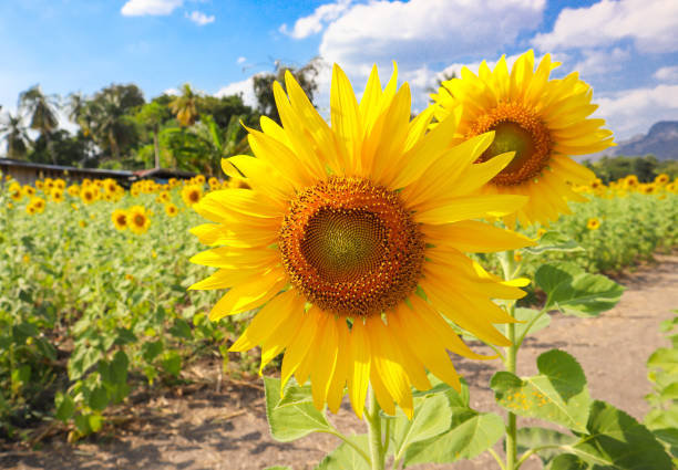 istock Sunflowers in the field facing direct the sun 1294533814