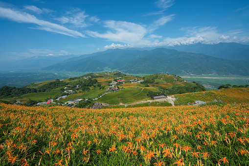 Wild Orange Daylily flowers bloom all over the mountains and fields, Taiwan. Fulvous day-lily, Orange day-lily, Day Lily, Lily, Tawny Daylily.