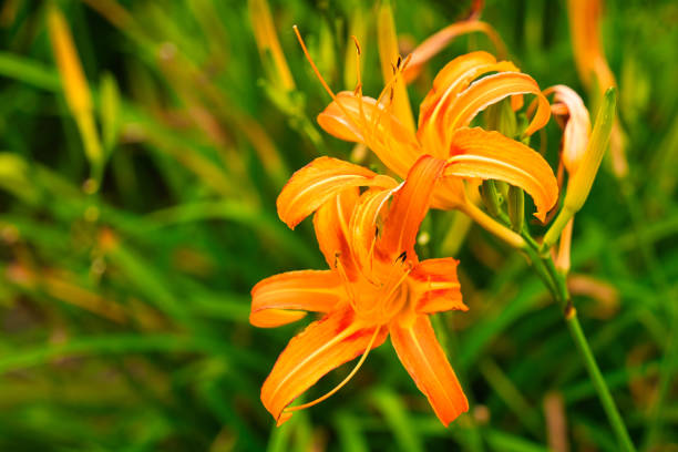 Hemerocallis fulva is a beautiful plant in bloom. Common Day-lily. Fulvous day-lily, Orange day-lily, Day Lily, Lily, Orange Daylily, Tawny Daylily.