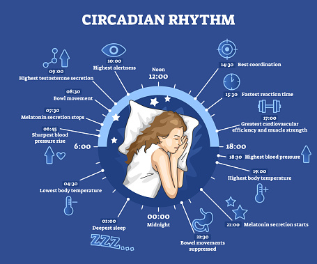 Circadian rhythm as educational natural cycle for healthy sleep and routine. Labeled biological clock rules explanation with day scheme for wellness vector illustration. Inner physical body schedule.