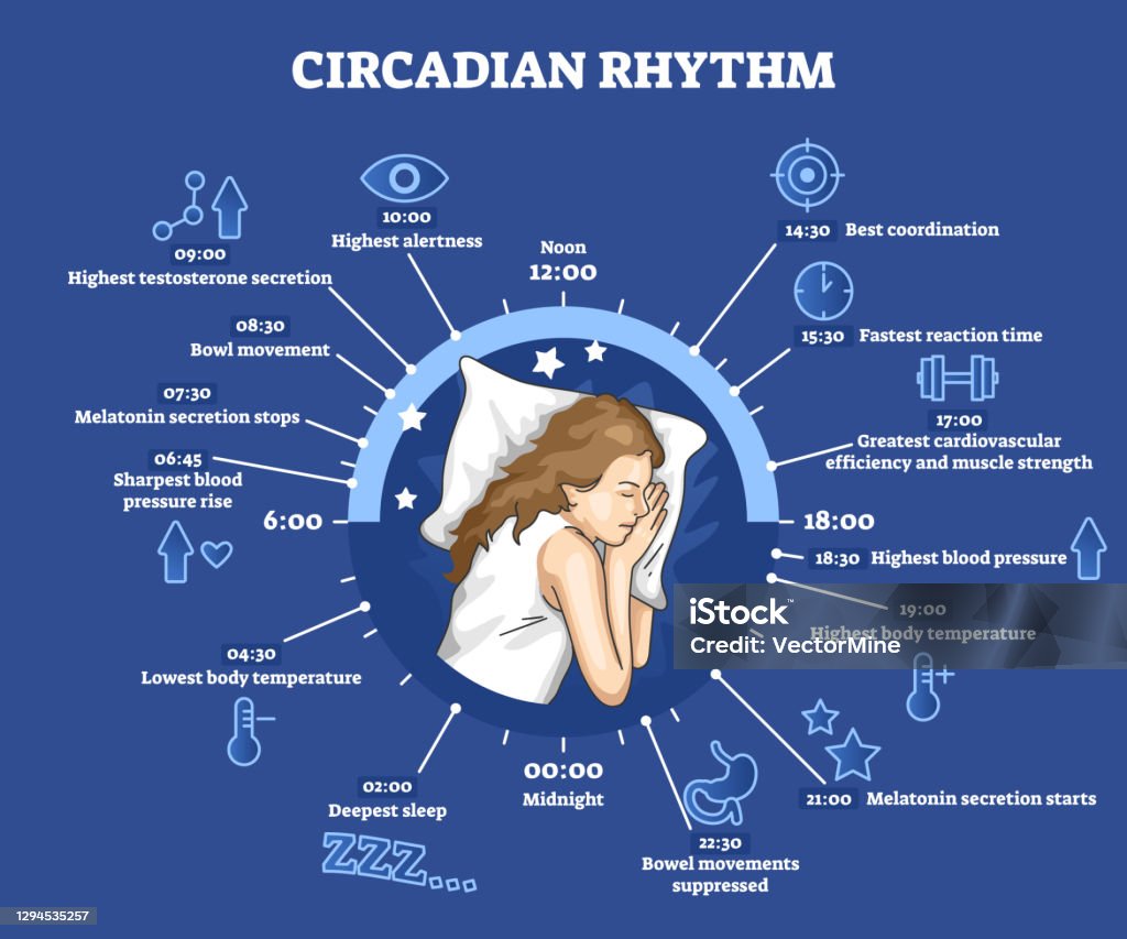 Circadian Routine Circadian Rhythm As Educational Natural Cycle For Healthy Sleep And ...