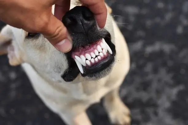 Photo of White and healthy dog teeths