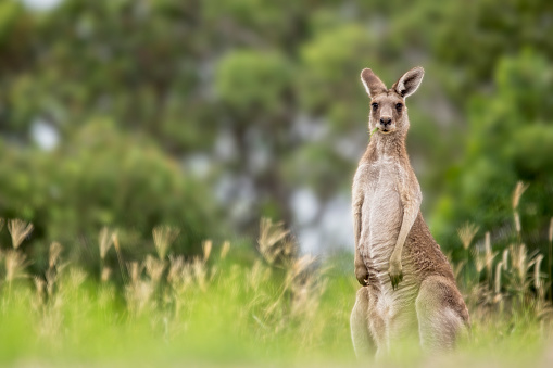Eastern Grey Kangaroo joey portrait
