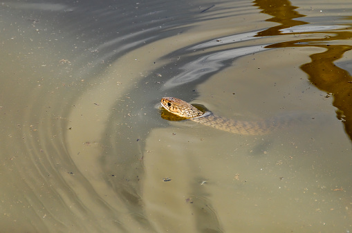 Deadly Common Brown Snake swimming in a lake