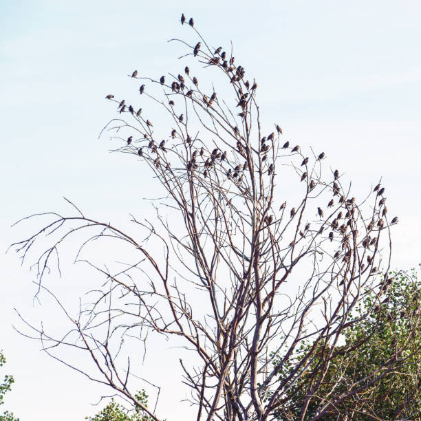 istock A flock of starlings on a dry tree against the sky. 1294537094