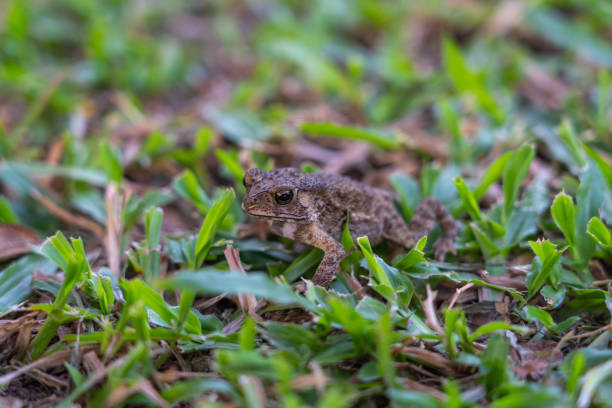 istock Small frog sitting on green grass in the park 1294537665