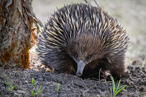 Brazilian Porcupine (Coendou prehensilis) - South american rodent