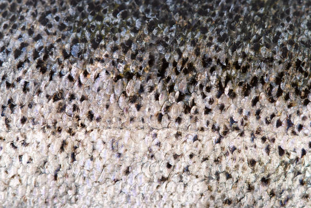istock Fresh raw Salmon fish skin macro texture for background 1294539367