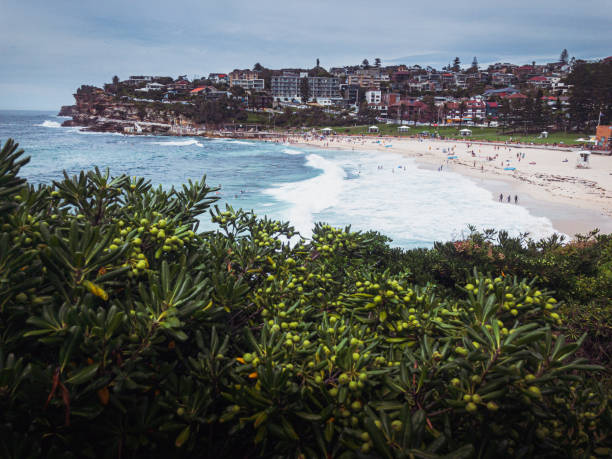 istock Looking towards beach in Australia Bronte 1294540211