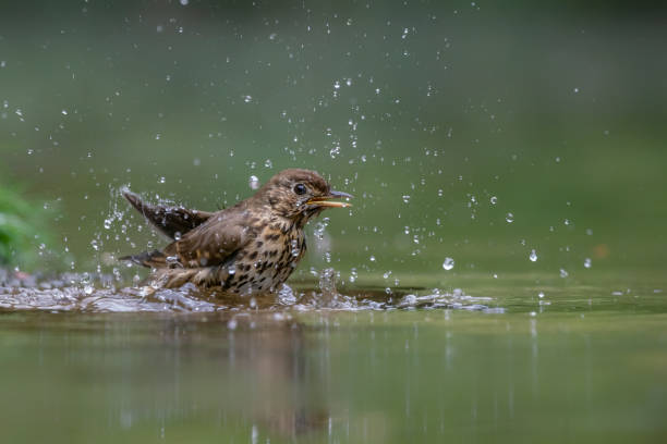 istock Song Thrush (Turdus philomelos) is taking a bath in a waterhole 1294542725