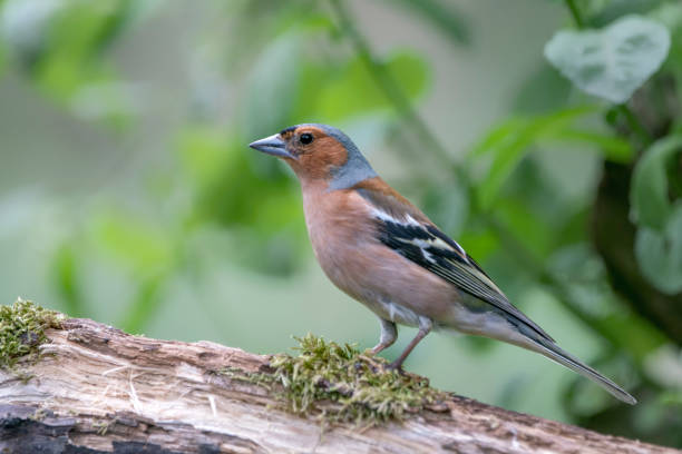 männlicher gemeiner chaffinch (fringilla coelebs) auf einem ast im wald von noord holland in den niederlanden. - chaffinch stock-fotos und bilder