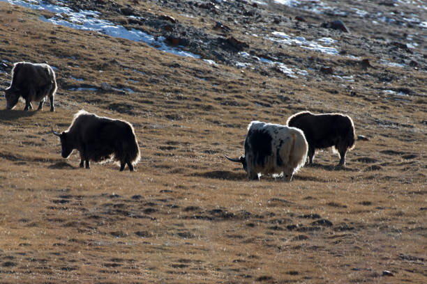 istock The domestic yak Bos grunniens 1294544373